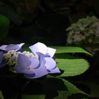 RICOH(リコー)のデジタルカメラCX1 で撮影した写真(画像)一覧(18ページ