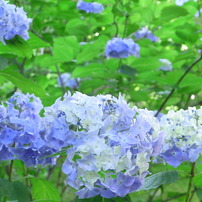 RICOH(リコー)のデジタルカメラCX1 で撮影した写真(画像)一覧(18ページ