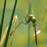 夏休み中の生物園～xxii by 44katu （ID：12565846） - 写真共有サイト