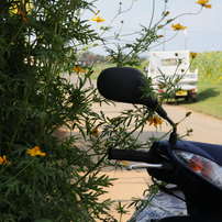 TAMRON(タムロン)のレンズ AF 55-200mm F/4-5.6 Di II LD MACRO (Model