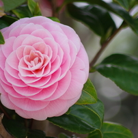 TAMRON(タムロン)のレンズ AF 70-300mm F/4-5.6 Di LD Macro 1:2