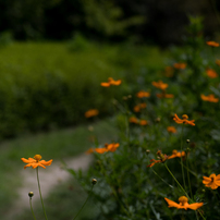 COSINA(コシナ)のレンズ フォクトレンダー COLOR-HELIAR 75mm F2.5
