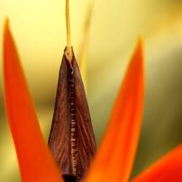 SIGMA(シグマ)のレンズ APO MACRO 180mm F2.8 EX DG OS HSM [ニコン用