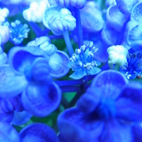 紫陽花