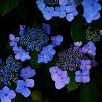 相模原公園　2011　紫陽花のリズム