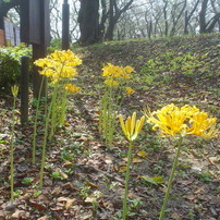 SONY(ソニー)のデジタルカメラサイバーショット DSC-P32 で撮影した