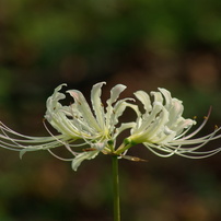 TAMRON(タムロン)のレンズ AF 70-300mm F/4-5.6 Di LD Macro 1:2