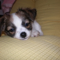 OLYMPUS(オリンパス)のデジタルカメラCAMEDIA FE-190 で撮影した写真