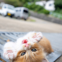 遊ぼ