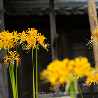 西方寺曼殊沙華 黄