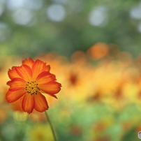 CANON(キヤノン)のレンズ EF50mm F2.5 コンパクトマクロ で撮影した写真(画像)一覧- 写真共有サイト:PHOTOHITO