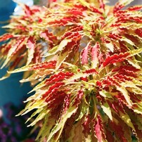 CONTAX(コンタックス)のフィルムカメラRX で撮影した写真(画像)一覧