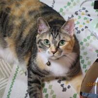 CANON(キヤノン)のデジタルカメラIXY 620F で撮影した写真(画像)一覧