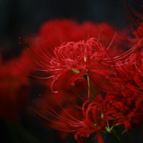 COSINA(コシナ)のレンズ フォクトレンダー ULTRON 75mm F1.9 VM SC