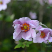 Ai AF Zoom Nikkor 35-70mm F2.8D Newについて｜Sven.