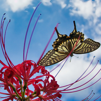 TOKINA(トキナー)のレンズ AT-X 107 DX Fish Eye 10-17mm F3.5-4.5