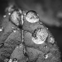 SIGMA(シグマ)のレンズ MACRO 70mm F2.8 EX DG (ﾍﾟﾝﾀｯｸｽ用) で