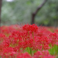 レンズ(単焦点) HD PENTAX-D FA645 MACRO 90mm F2.8ED AW Pentax reveals HD Pentax D FA 645 Macro 90mm F2.8 ED AW SR