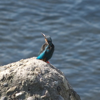 野鳥観察日記　カワセミ