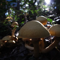 RICOH(リコー)のデジタルカメラGXR S10 で撮影した写真(画像)一覧