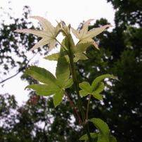 美品✨RICOH CX1❤スナップ撮影がもっと楽しく！❤️1,053ショット！ Ricoh CX1: Digital Photography Review