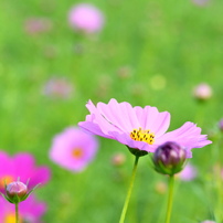 作例付き　TOKINA AT-X M100 100mm F2.8マクロ　管mpr Nikon - 作例付き TOKINA AT-X M100 100mm F2.8マクロ 管mpr AT