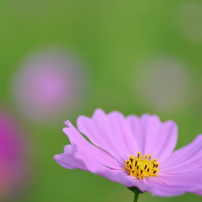 作例付き　TOKINA AT-X M100 100mm F2.8マクロ　管mpr Nikon - 作例付き TOKINA AT-X M100 100mm F2.8マクロ 管mpr AT