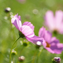 作例付き　TOKINA AT-X M100 100mm F2.8マクロ　管mpr 作例付き TOKINA AT-X M100 100mm F2.8マクロ 管mpr 作例付き TOKINA AT-