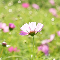 TOKINA(トキナー)のレンズ AT-X M100 PRO D 100mm F2.8 (ﾆｺﾝ AF) で