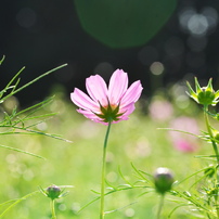 TOKINA(トキナー)のレンズ AT-X M100 PRO D 100mm F2.8 (ﾆｺﾝ AF) で