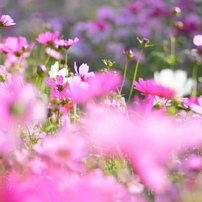 TOKINA(トキナー)のレンズ AT-X M100 PRO D 100mm F2.8 (ﾆｺﾝ AF) で