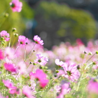 作例付き　TOKINA AT-X M100 100mm F2.8マクロ　管mpr atxi100pluscef_products2000.jpg