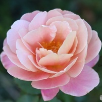 秋の薔薇