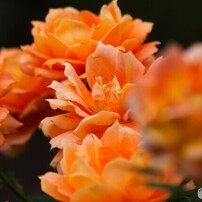 旧古川庭園の秋薔薇