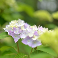 白馬の紫陽花の花