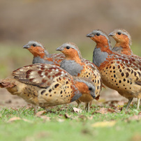 CANON(キヤノン)のレンズ EF800mm F5.6L IS USM で撮影した写真(画像)一覧- 写真共有サイト:PHOTOHITO