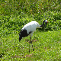 Panasonic LUMIX DMC-TZ40 コンデジ 作例有 mqdefault.jpg