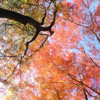 紅葉幻想Ⅴ