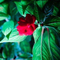 夜の花たち_2024