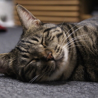 TAMRON(タムロン)のレンズ AF18-250mm F/3.5-6.3 Di II LD