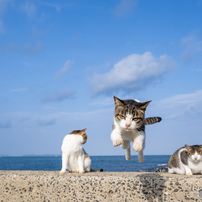 秋空にぴょん