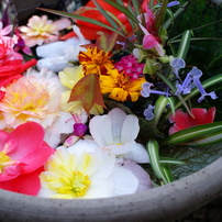 KONICA MINOLTA - 作例付き　MINOLTA AF 24mm F2.8 管mpr 作例付き MINOLTA AF 24mm F2.8 管mpr