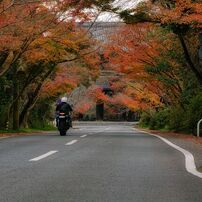 TAMRON(タムロン)のレンズ SP 70-200mm F/2.8 Di VC USD (Model A009) [ニコン用] で撮影した写真(画像)一覧-  写真共有サイト:PHOTOHITO