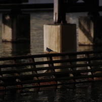 TAMRON(タムロン)のレンズ AF 28-300mm F3.5-6.3 XR Di LD