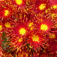 秋の花1(菊)
