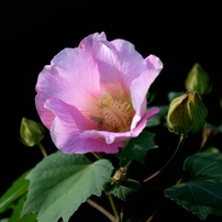 NIKON(ニコン)のレンズ Ai AF-S Zoom Nikkor ED 80-200mm F2.8D(IF