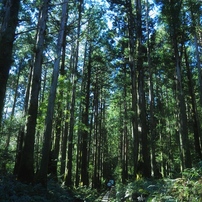 屋久島縄文杉トレッキング