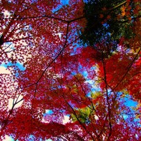 FUJIFILM(富士フイルム)のデジタルカメラFinePix S6000fd で撮影した