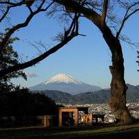 晩秋の弘法山　朝の富士山