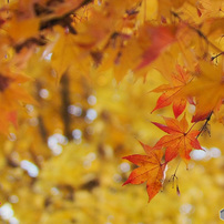 TAMRON(タムロン)のレンズ SP AF 17-50mm F/2.8 XR Di II LD